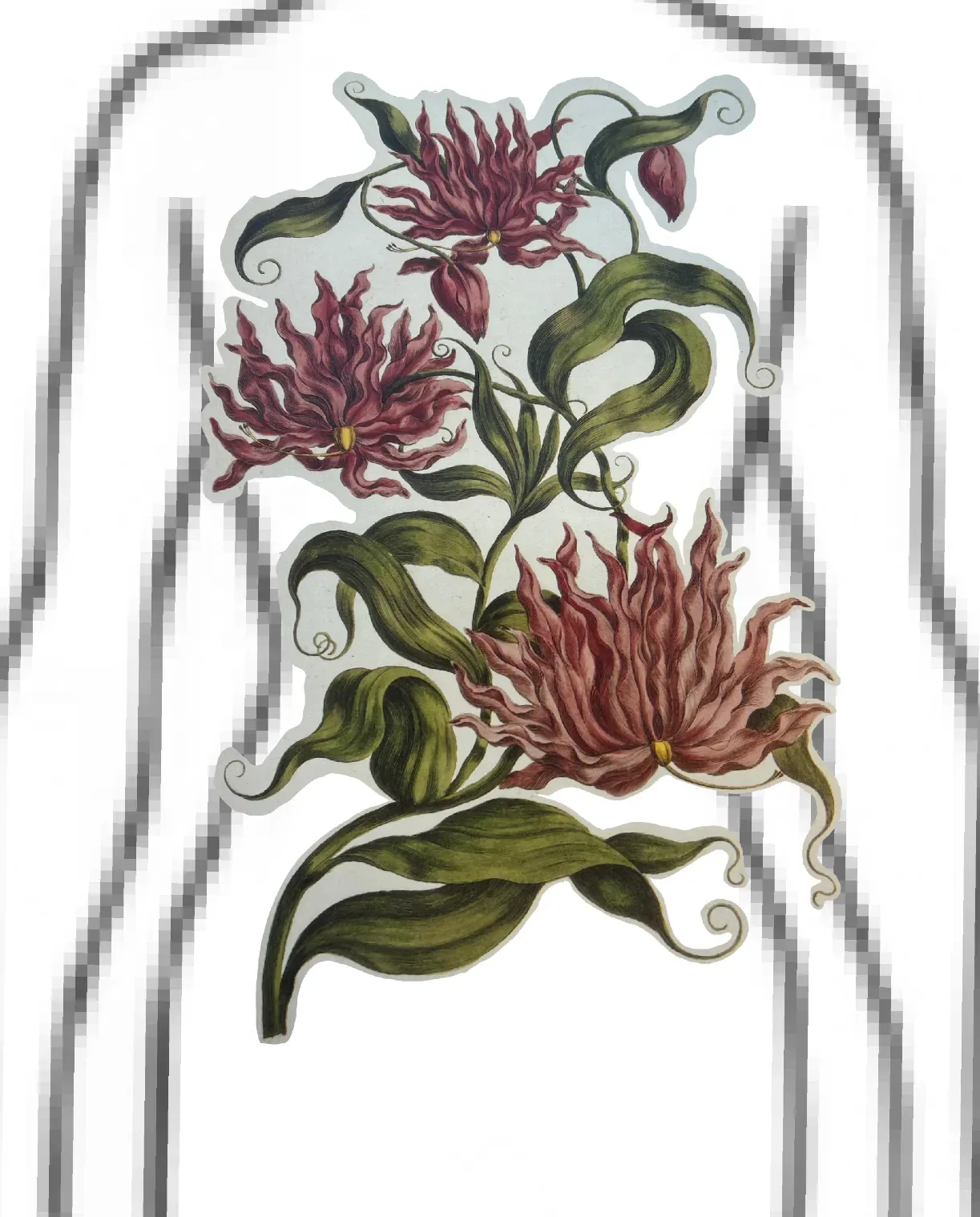Scraggly flowers